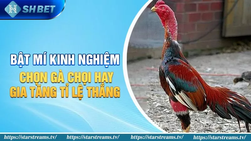 Hướng dẫn chơi trò chơi câu cá trực tuyến trên ứng dụng di động Mot88 - Mot88