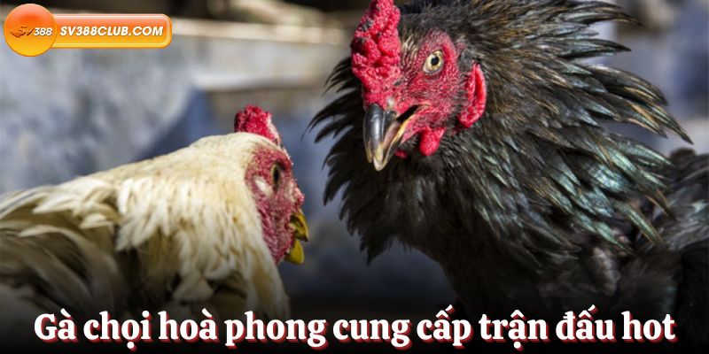 Xếp hạng Fun88 và tổng quan - Fun88